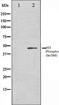 p53 (Phospho-Ser366) antibody