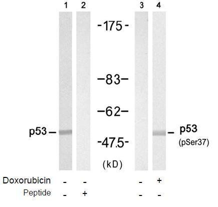 p53 (Phospho-Ser37) Antibody
