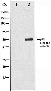 p53 (Phospho-Ser9) antibody