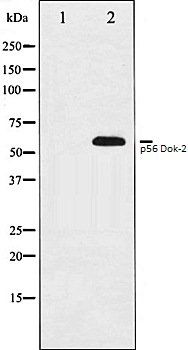 p56 Dok-2 antibody