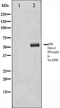 p56 Dok-2 (Phospho-Tyr299) antibody