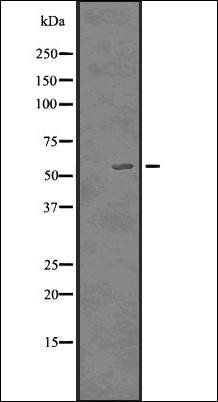 p57 Kip2 antibody