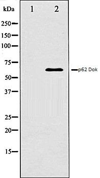 p62 Dok antibody