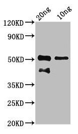 p63 antibody