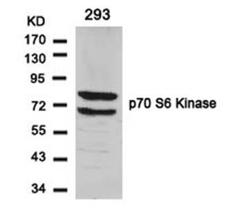 p70 S6 Kinase (Ab-424) Antibody