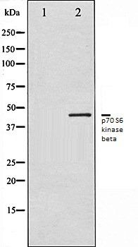 p70 S6 kinase beta antibody