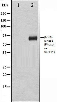 p70 S6 kinase (Phospho-Ser411) antibody
