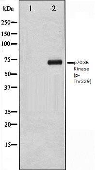 p70 S6 Kinase (phospho-Thr229) antibody
