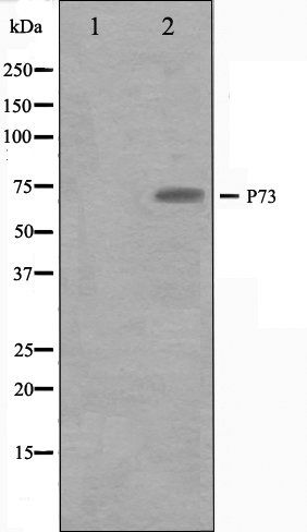 p73 antibody