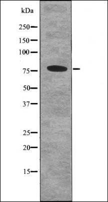p73 (Phospho-Ser388) antibody