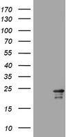p73 (TP73) antibody