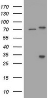p73 (TP73) antibody
