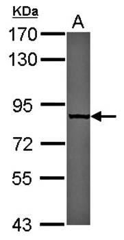 p84 antibody