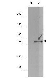 p90 RSK1 (phospho-S732) antibody