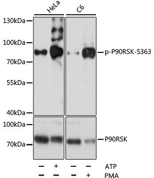 P90RSK (Phospho-S363) antibody
