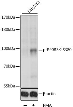 P90RSK (Phospho-S380) antibody