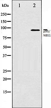 p95/NBS1 antibody