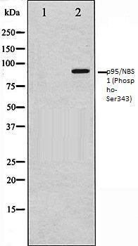 p95/NBS1 (Phospho-Ser343) antibody