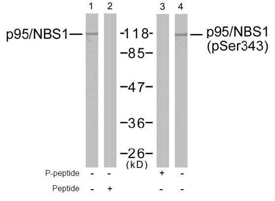p95/NBS1 (Phospho-Ser343) Antibody