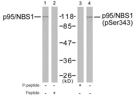 p95/NBS1 (Phospho-Ser343) Antibody