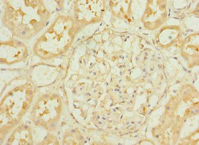 PA2G4 Antibody