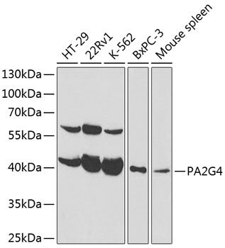 PA2G4 antibody