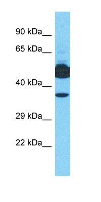 PABPC1L antibody