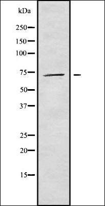 PABPC3 antibody