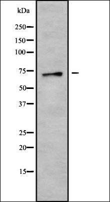 PABPC4 antibody