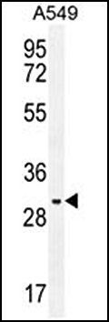 LOC390748 antibody