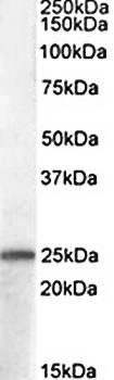 Goat anti-PACAP Antibody