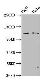 PACS1 Antibody
