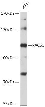PACS1 antibody