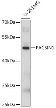 PACSIN1 antibody