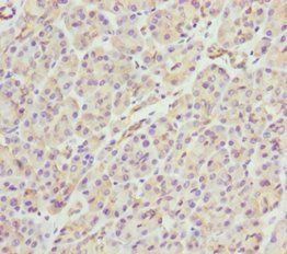 PACSIN2 antibody