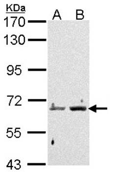 PAD4 antibody