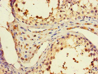 PAF1 Antibody