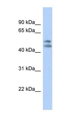 PAFAH1B1 antibody