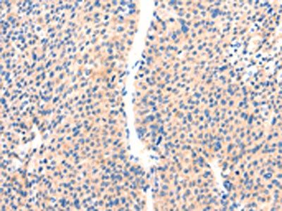 PAFAH2 Antibody