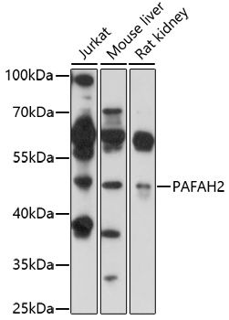 PAFAH2 antibody