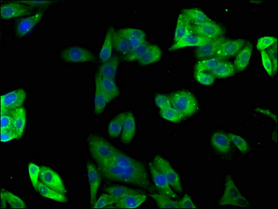 PAFAH2 antibody