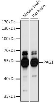 PAG1 antibody