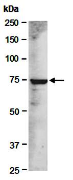 PAG1 (C1) Antibody, Rabbit Polyclonal