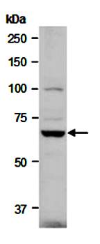 PAG1 antibody