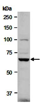 PAG1 (C2) Antibody, Rabbit Polyclonal