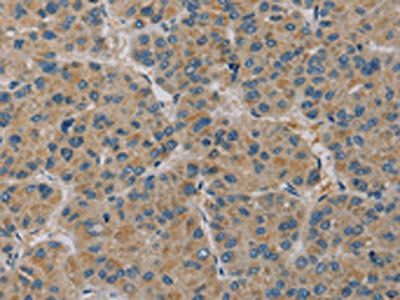 PAGE2 Antibody