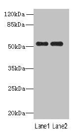 PAH antibody