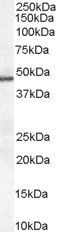 PAI-1 antibody