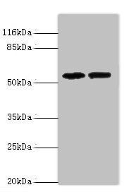 PAIP1 antibody