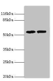 PAIP1 Antibody